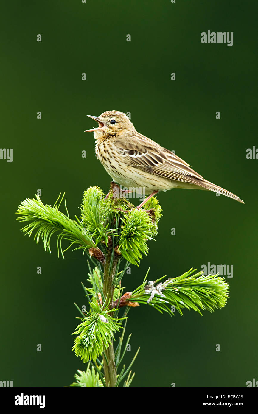 TREE PIPIT (Anthus trivialis) cantare dalla parte superiore della struttura ad albero di abete rosso Foto Stock