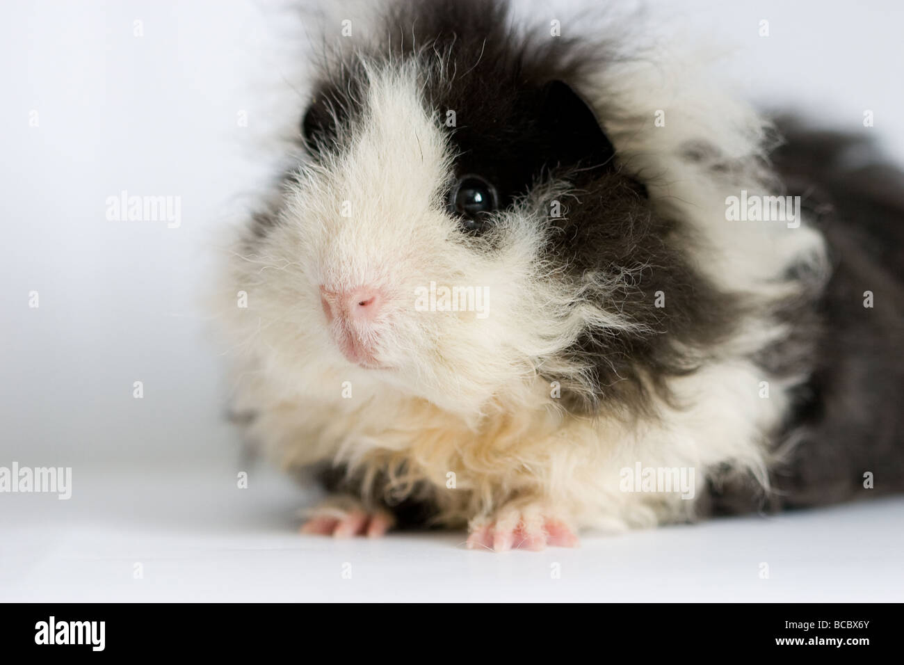 La cavia Foto Stock