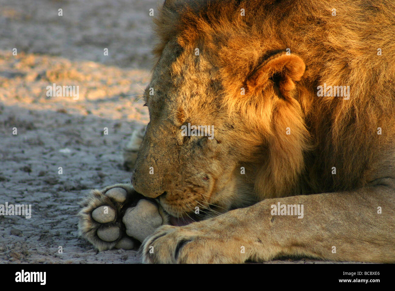 Maschio di leone africano (Panthera leo) Foto Stock