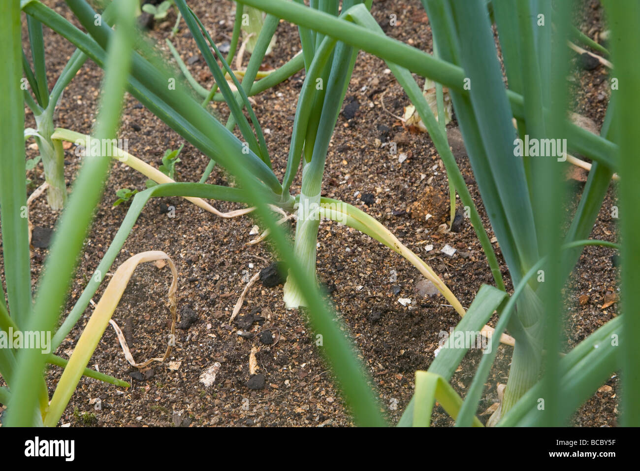 Onion imposta piante che crescono nel terreno Foto Stock