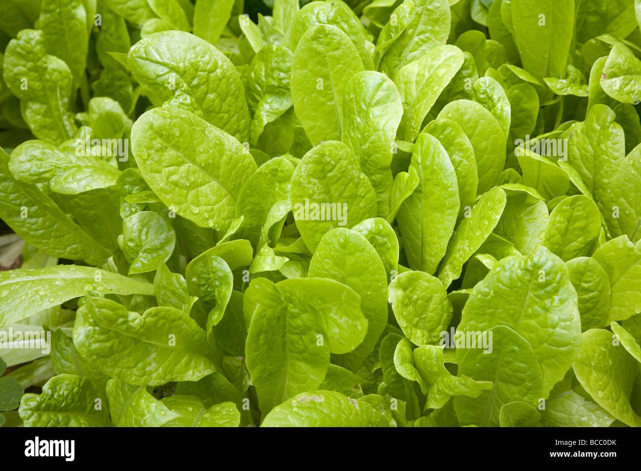 Close-up di foglie di lattuga crescente Foto Stock