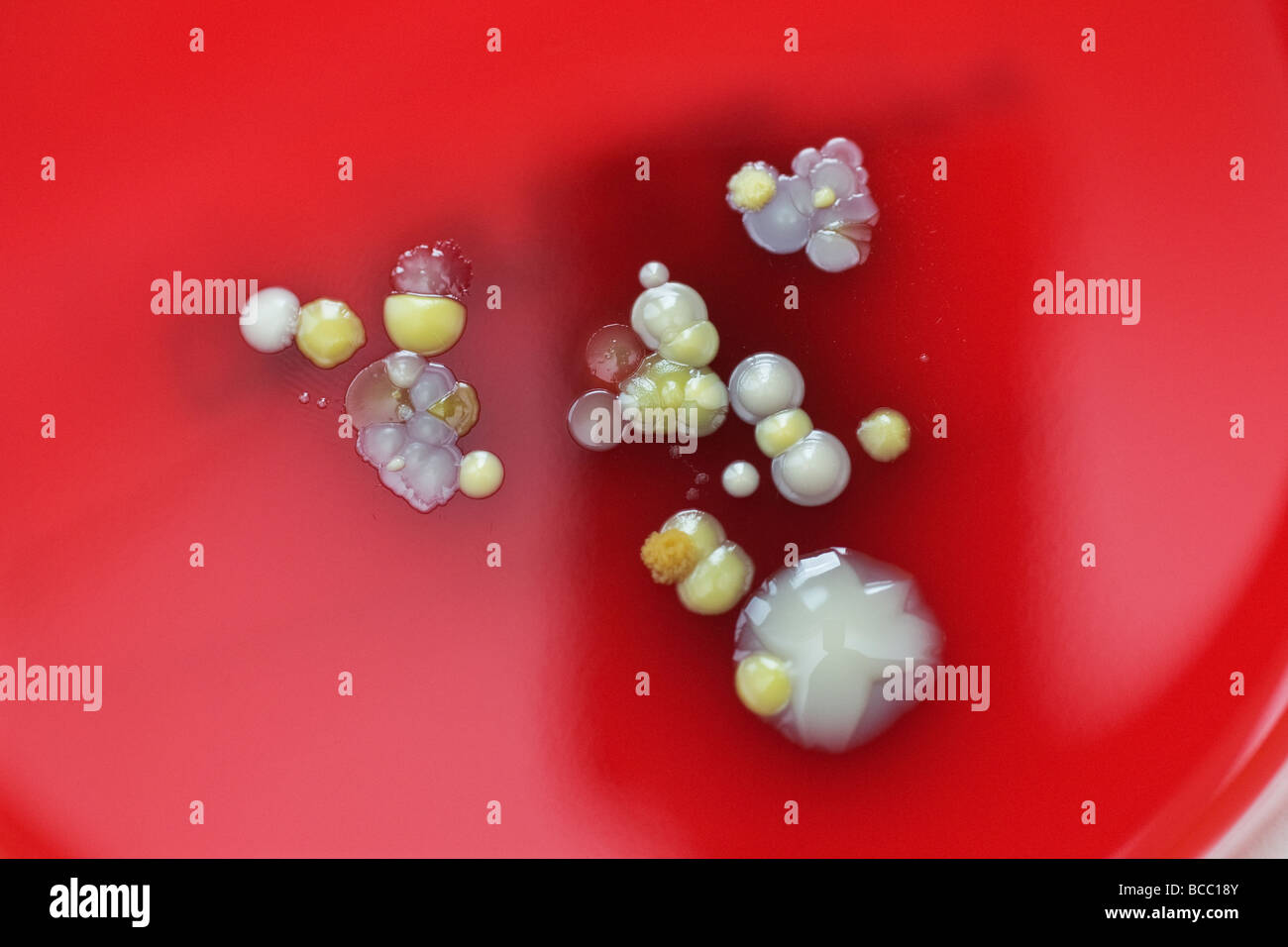 Grampositiver Staphylococcus Epidermidis Immagini E Fotografie Stock Ad