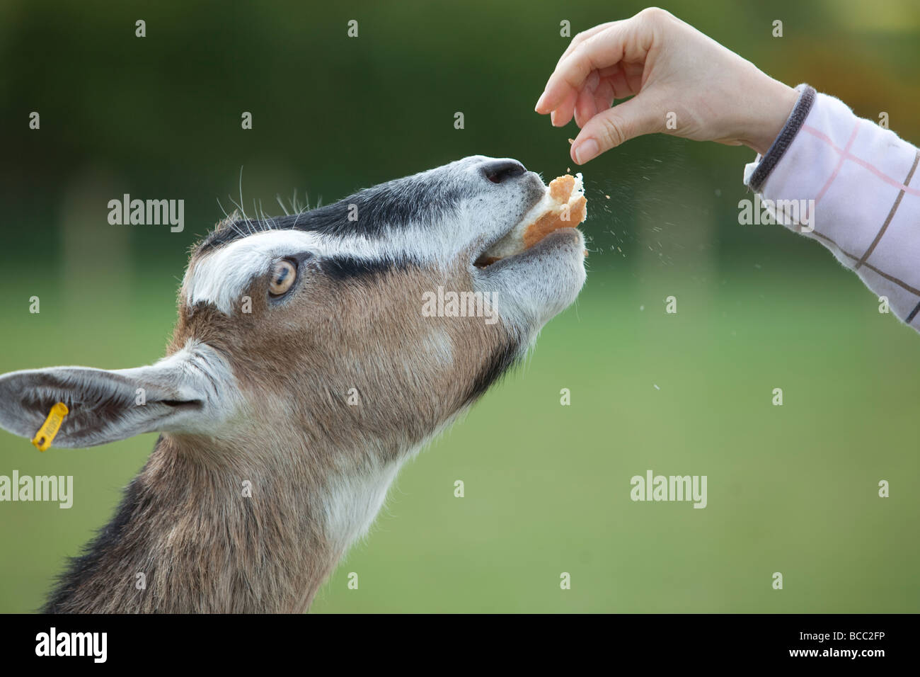British Toggenburg Capra essendo alimentato a mano Foto Stock