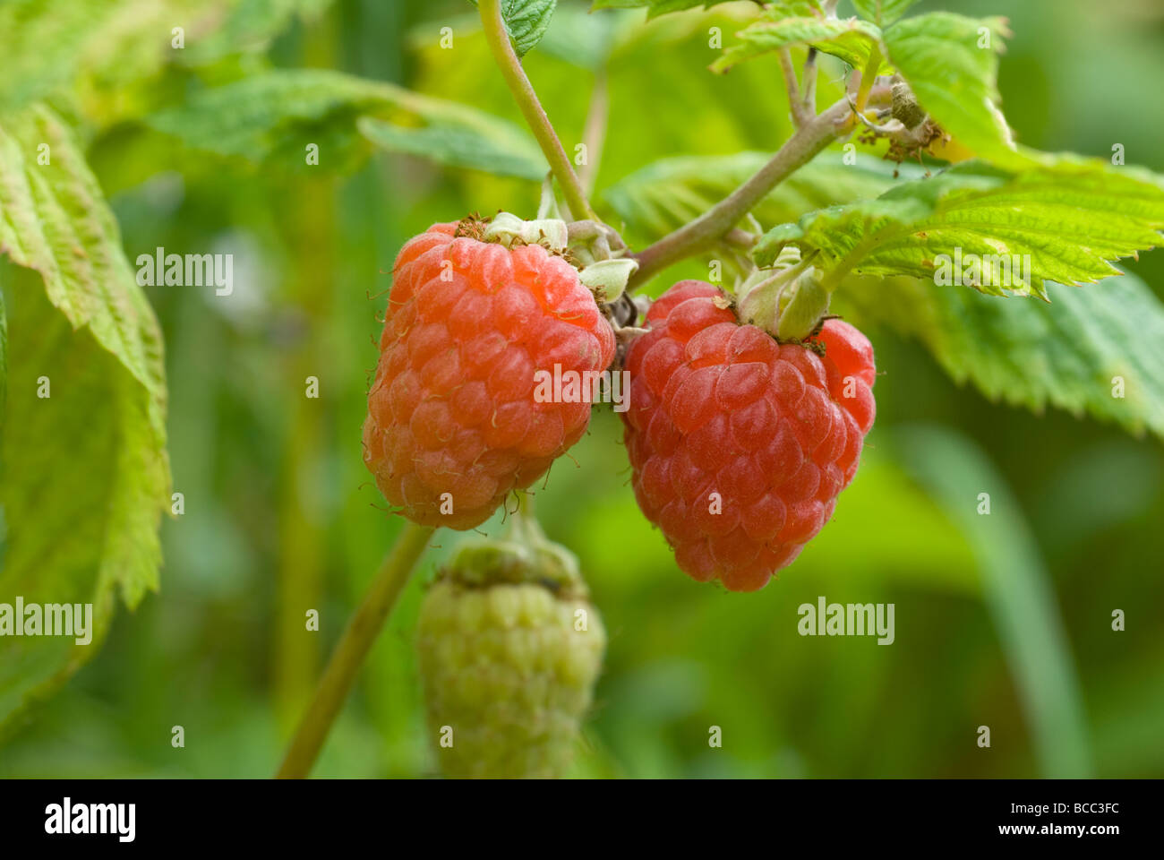 Rasberries Rubus idaeus maturazione su una canna di lampone South Yorkshire Inghilterra Foto Stock