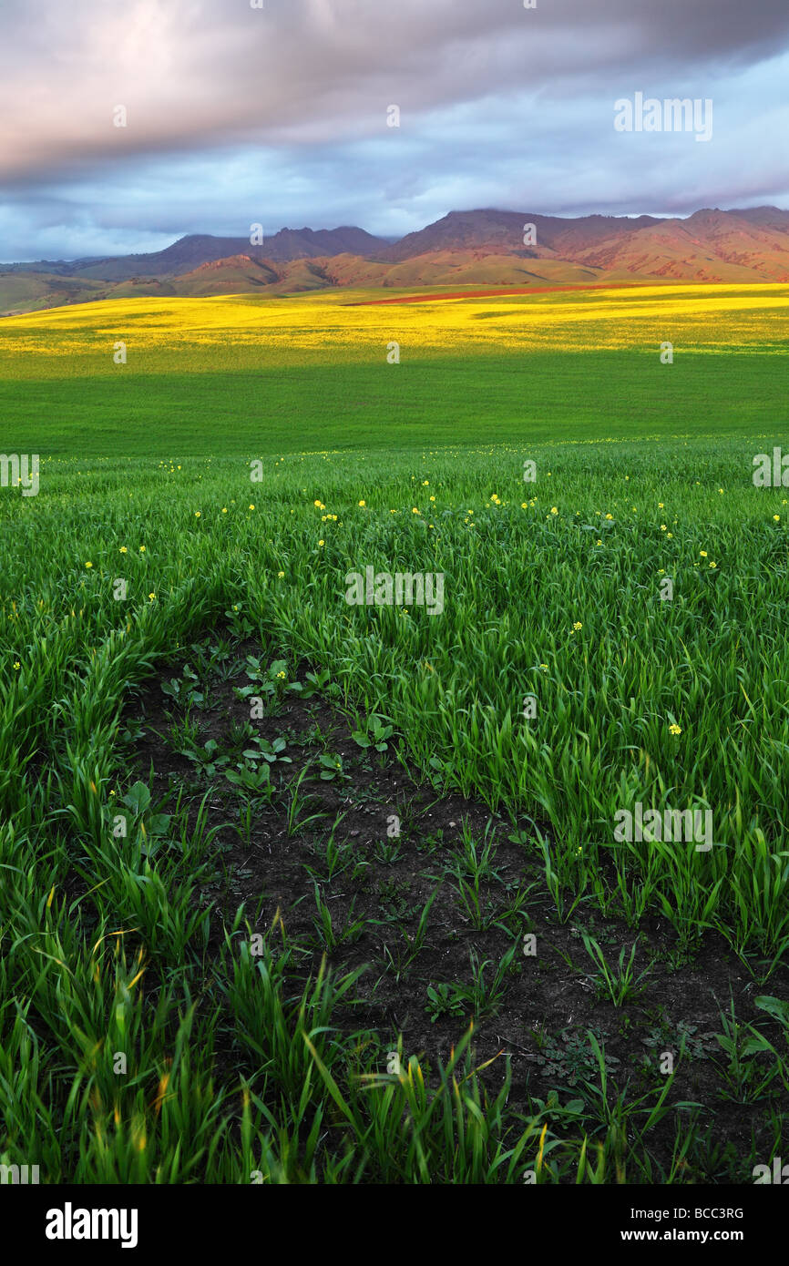 Campi di senape di montagna e nuvole Foto Stock