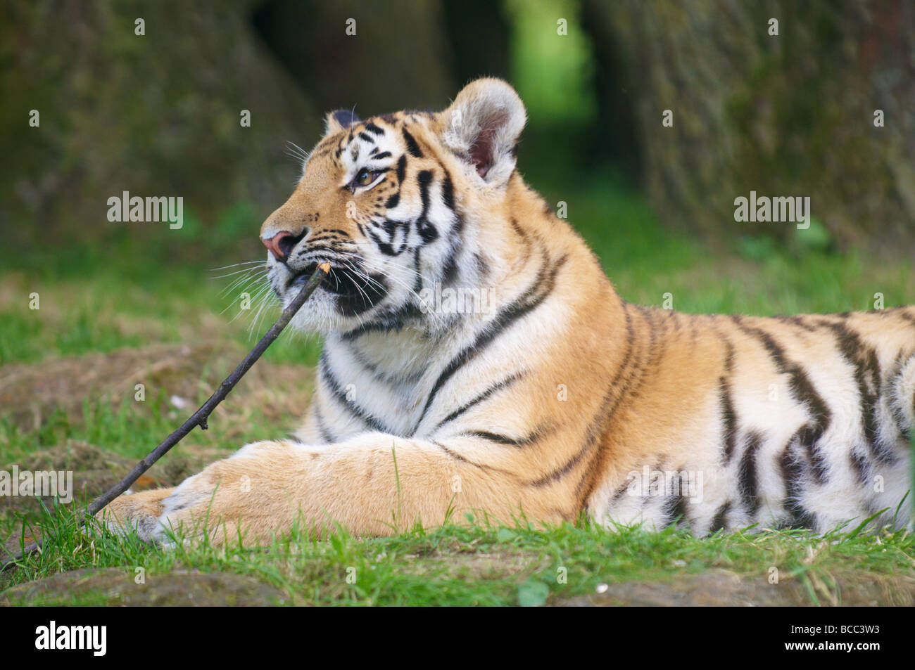 Tiger Panthera tigris Foto Stock