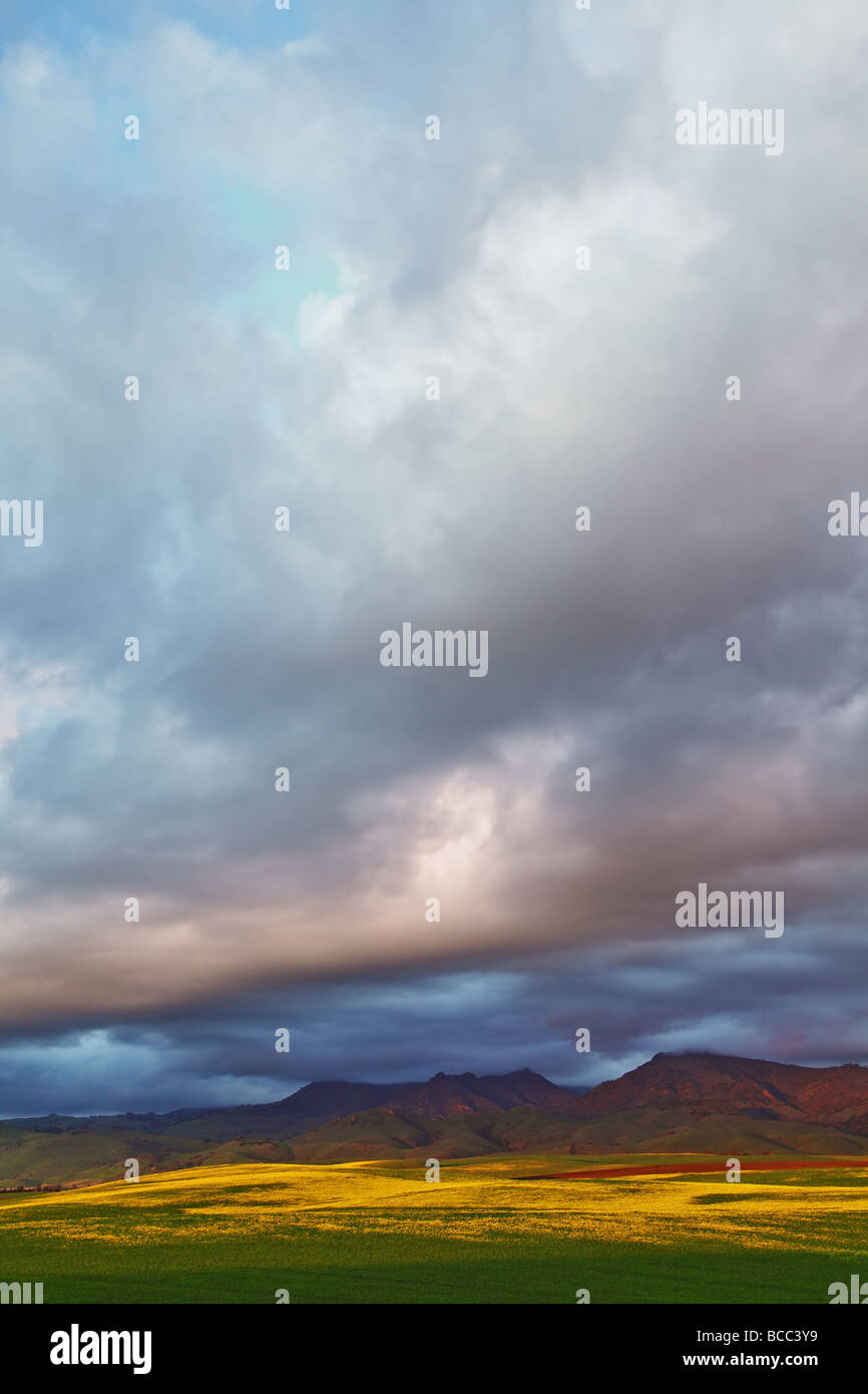 Campi di senape e montagna sotto le nuvole Foto Stock