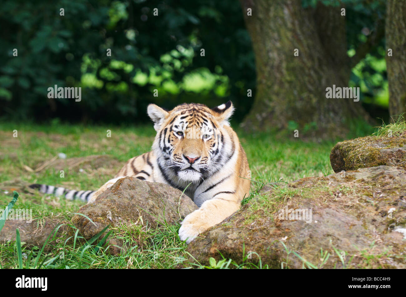 Zoo di Tiger Panthera tigris Foto Stock