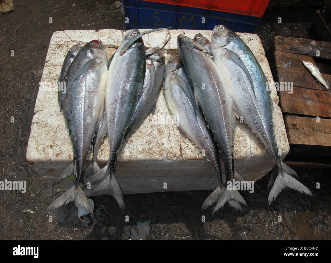 Il pesce in vendita nel mercato di Connemara, Trivandrum, Kerala, India Foto Stock