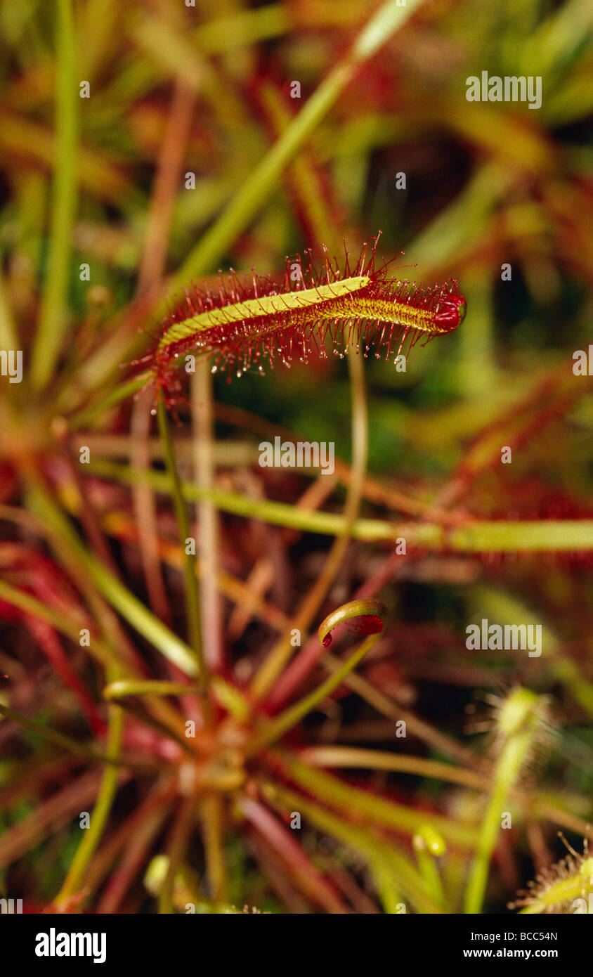 Perle di resina appiccicosa formano una trappola per insetti su un carnivoro sundew. Foto Stock