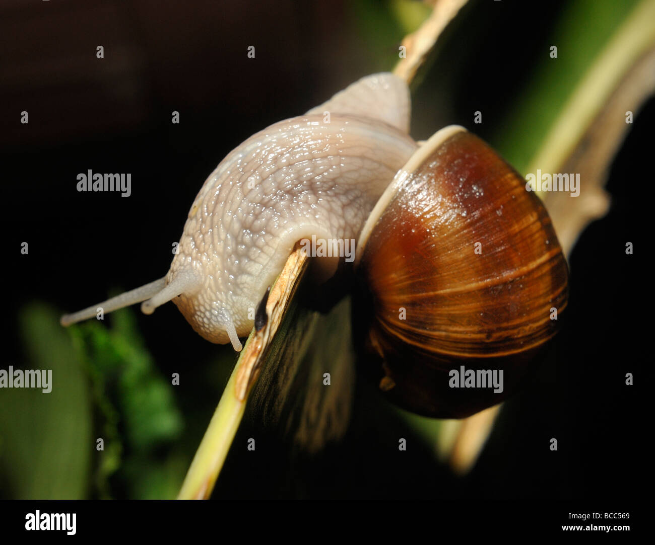 Snail close up Foto Stock
