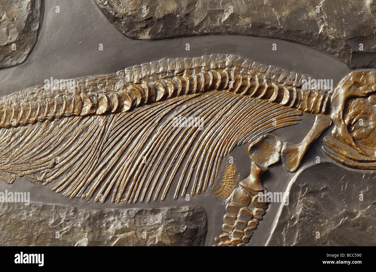 Le nervature e la spina dorsale di fossili Ichthyosaur Stenopterygius Quadriscissus. Foto Stock