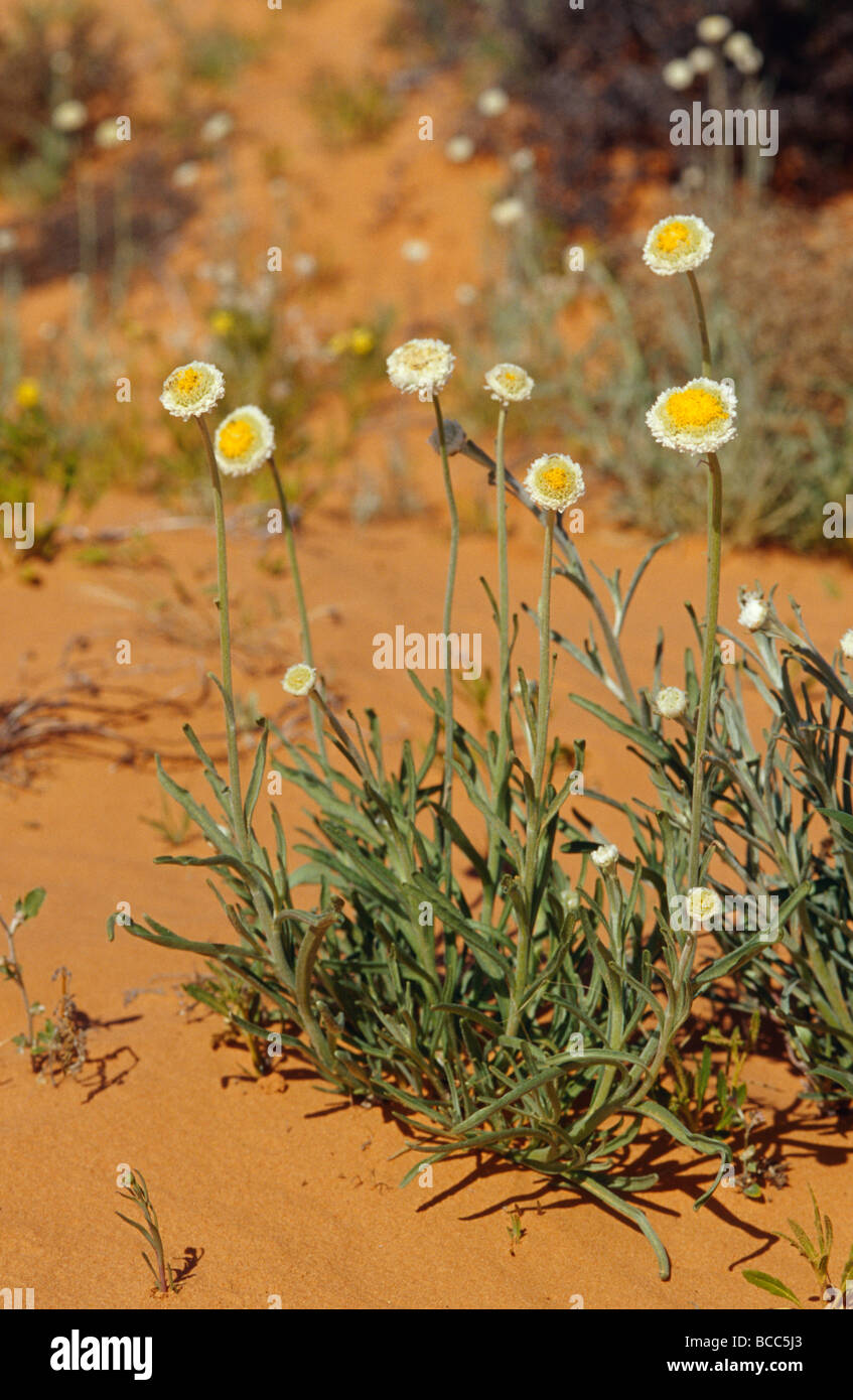 L'Uovo affogato Daisy emerge dal deserto rosso sands. Foto Stock
