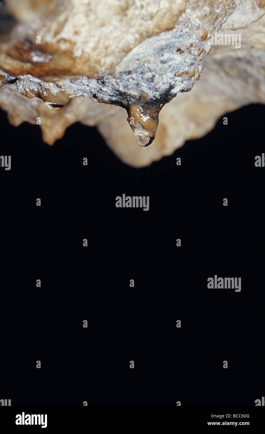 Una goccia di acqua trafila da una stalagtite calcite deposito su di una grotta del tetto. Foto Stock