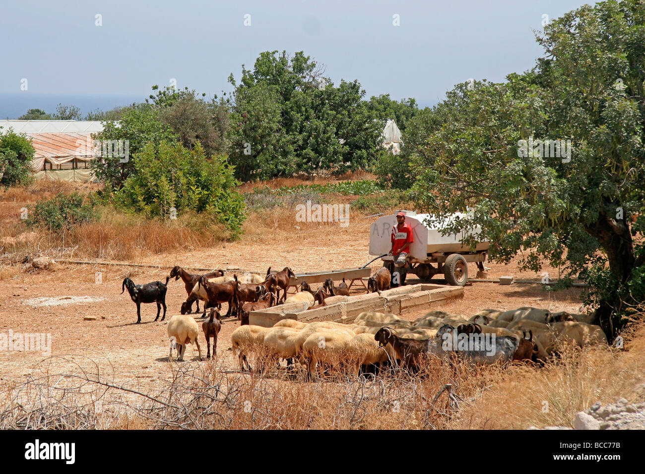 Gli animali della fattoria di essere innaffiate nella penisola di Karpas Cipro del Nord Foto Stock
