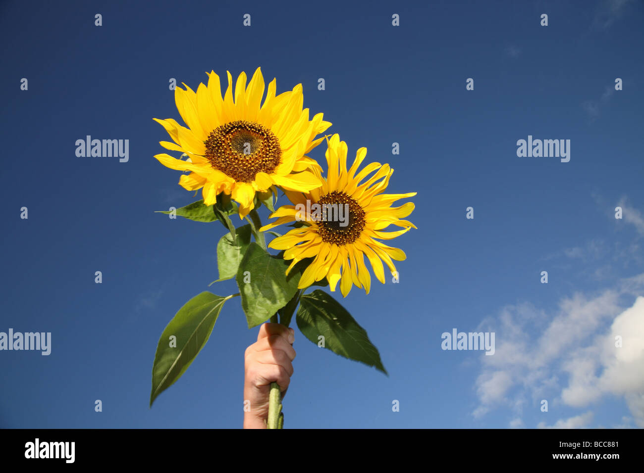 Due luminoso giallo dei girasoli contro un cielo blu chiaro Foto Stock
