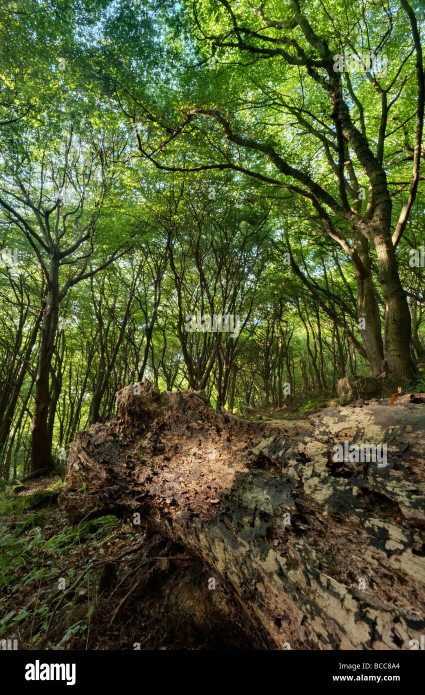 Legno morto sul pavimento del bosco al Hudnalls Riserva Naturale Nazionale Foto Stock