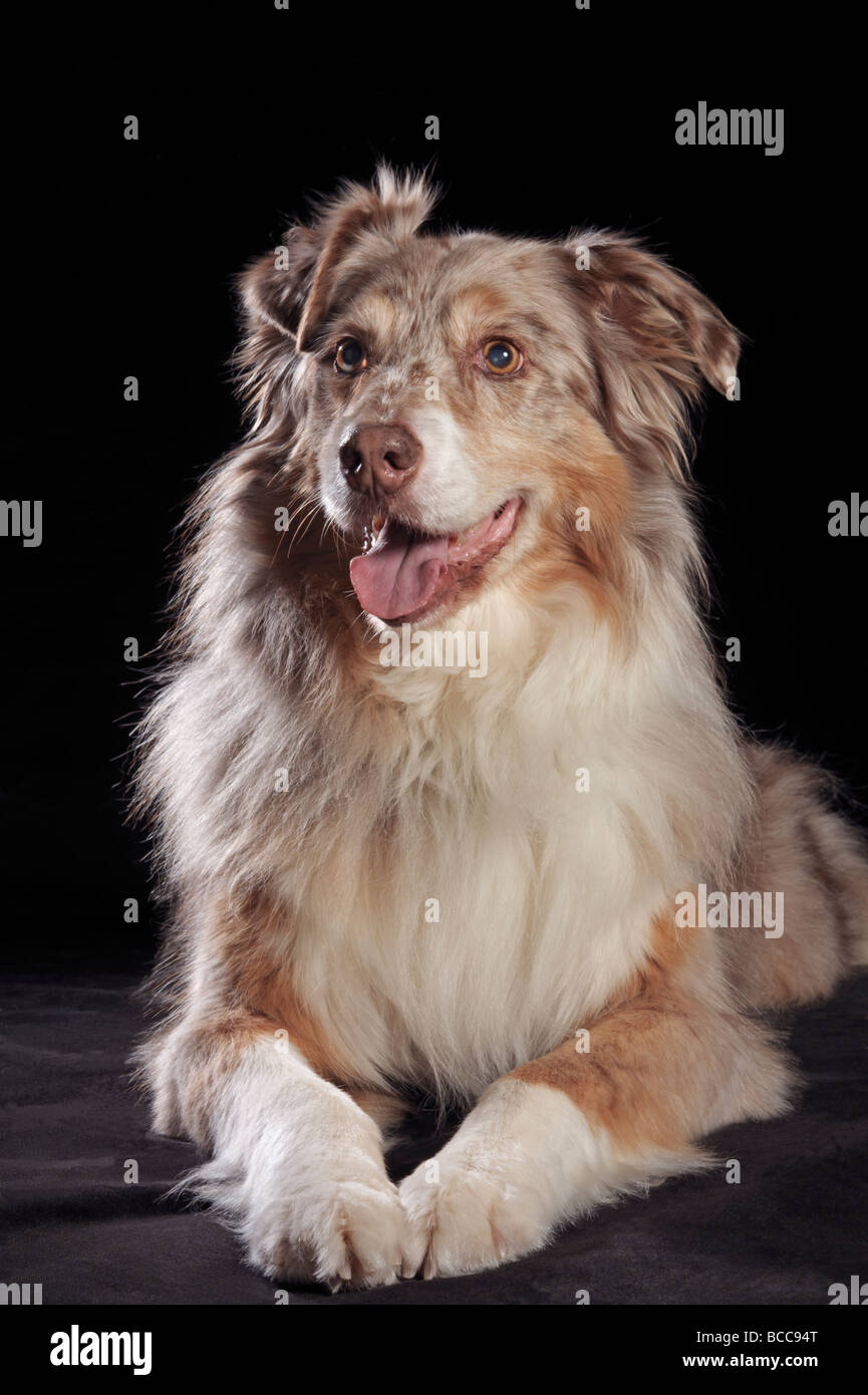 Portrai di un pastore australiano posa su uno sfondo nero Foto Stock