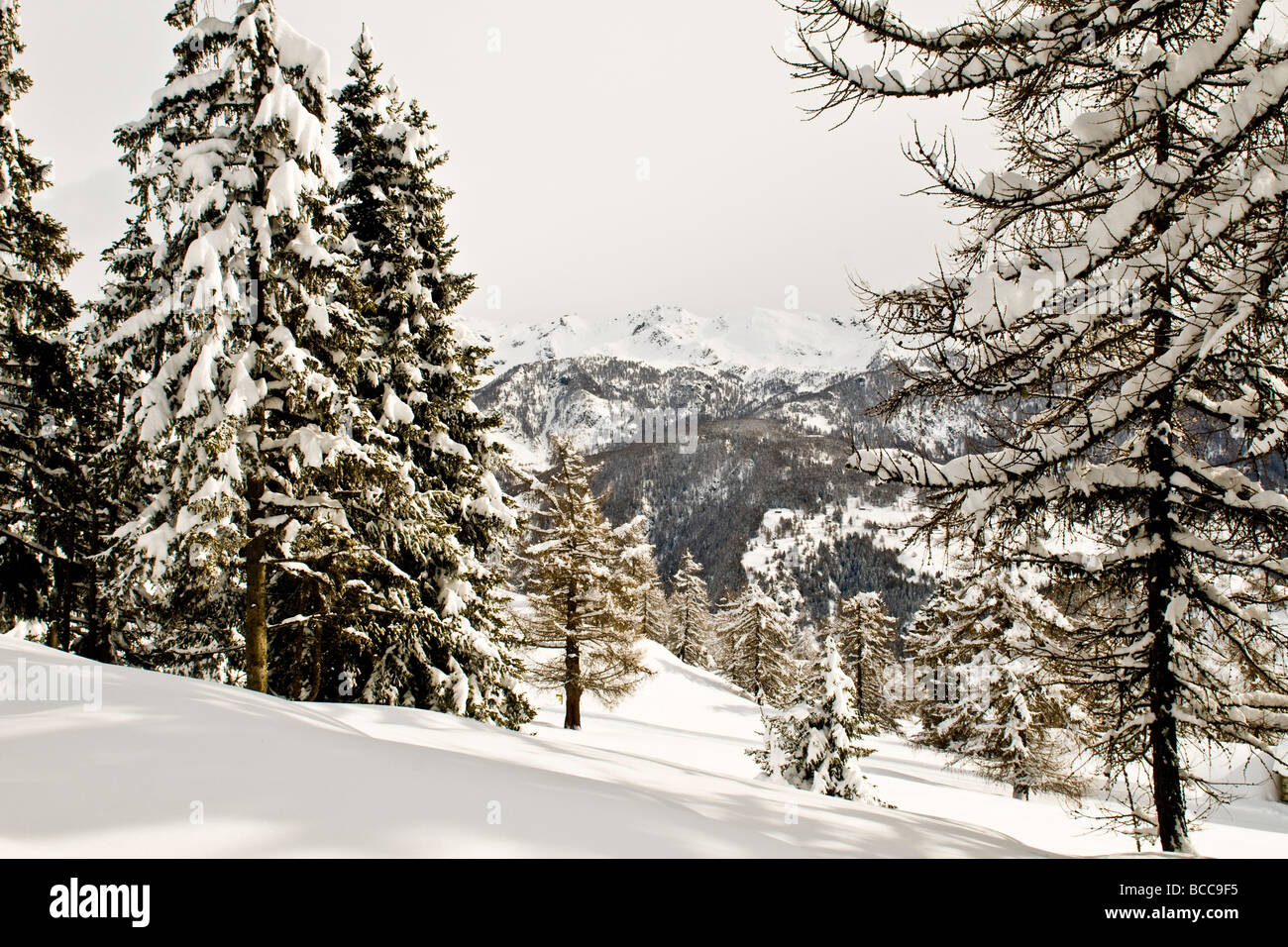 Paesaggi invernali Torgnon Aosta Italia Foto Stock
