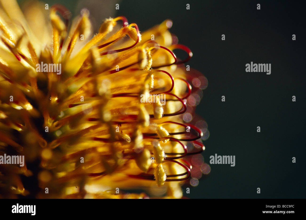 Il delicato giallo e fiore rosso del Tornantino Banksia, Spinulosa. Foto Stock