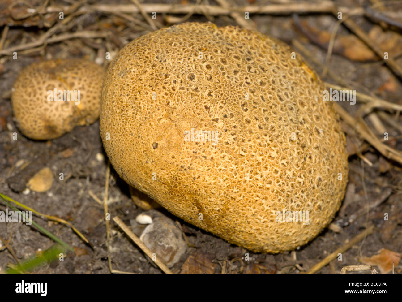 Earthball comune fungo Foto Stock