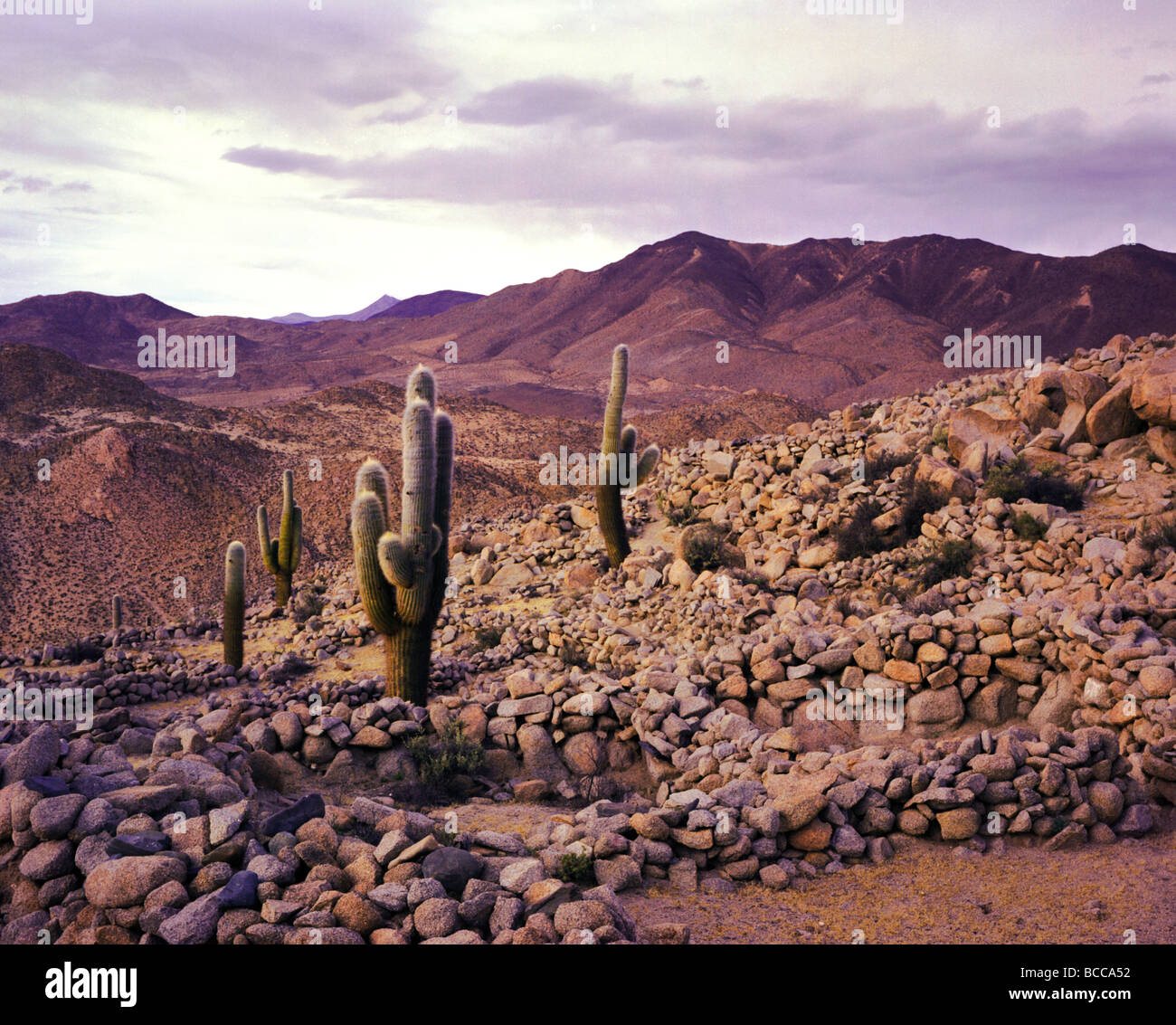 Pre-rovine inca con Cardone (Saguaro cactus) nella provincia di Salta, Argentina Foto Stock