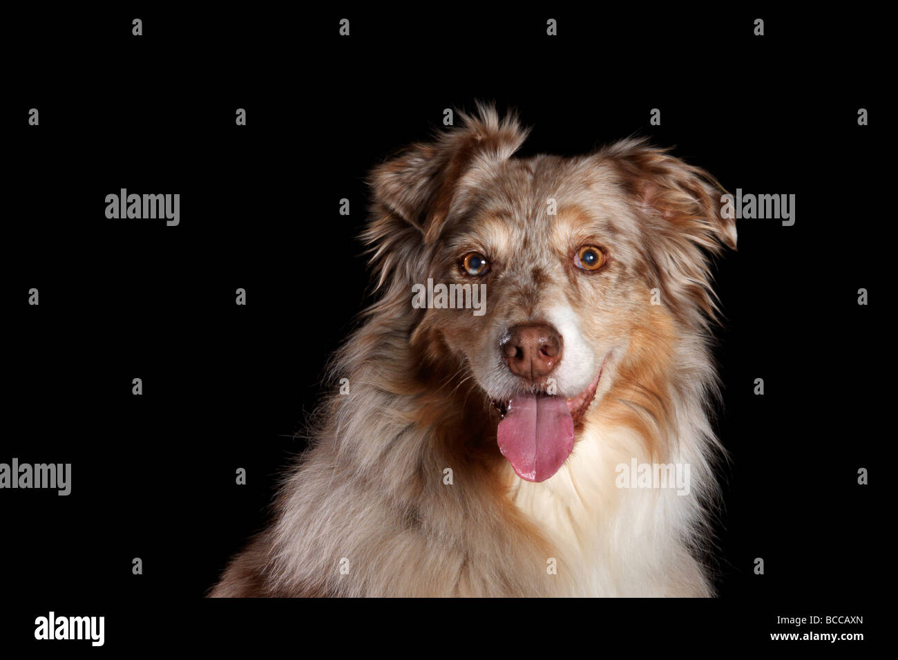 Ritratto di pastore australiano su sfondo nero Foto Stock