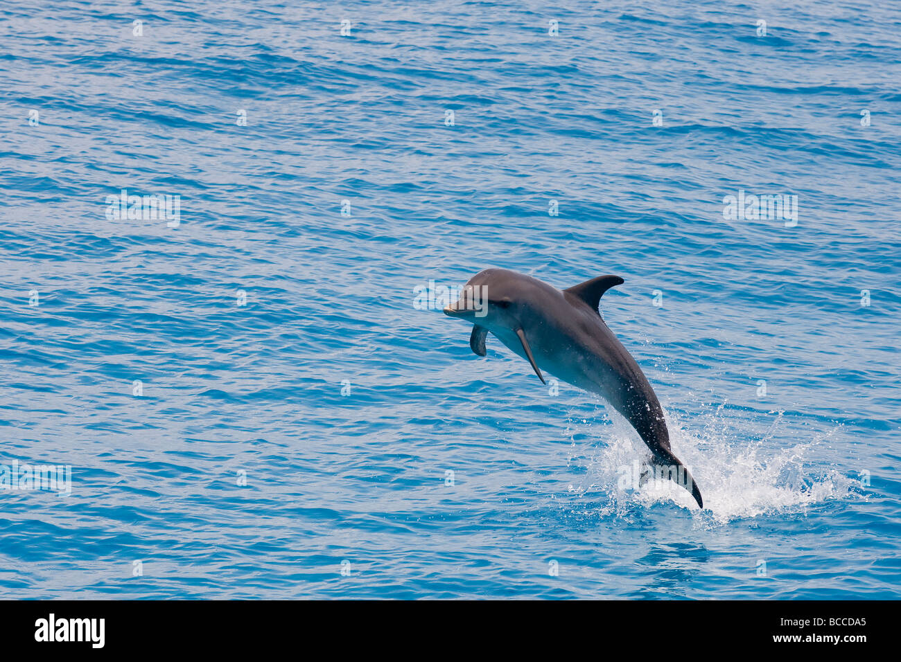 Jumping avvistato Delfino Stenella frontalis Oceano Atlantico Foto Stock