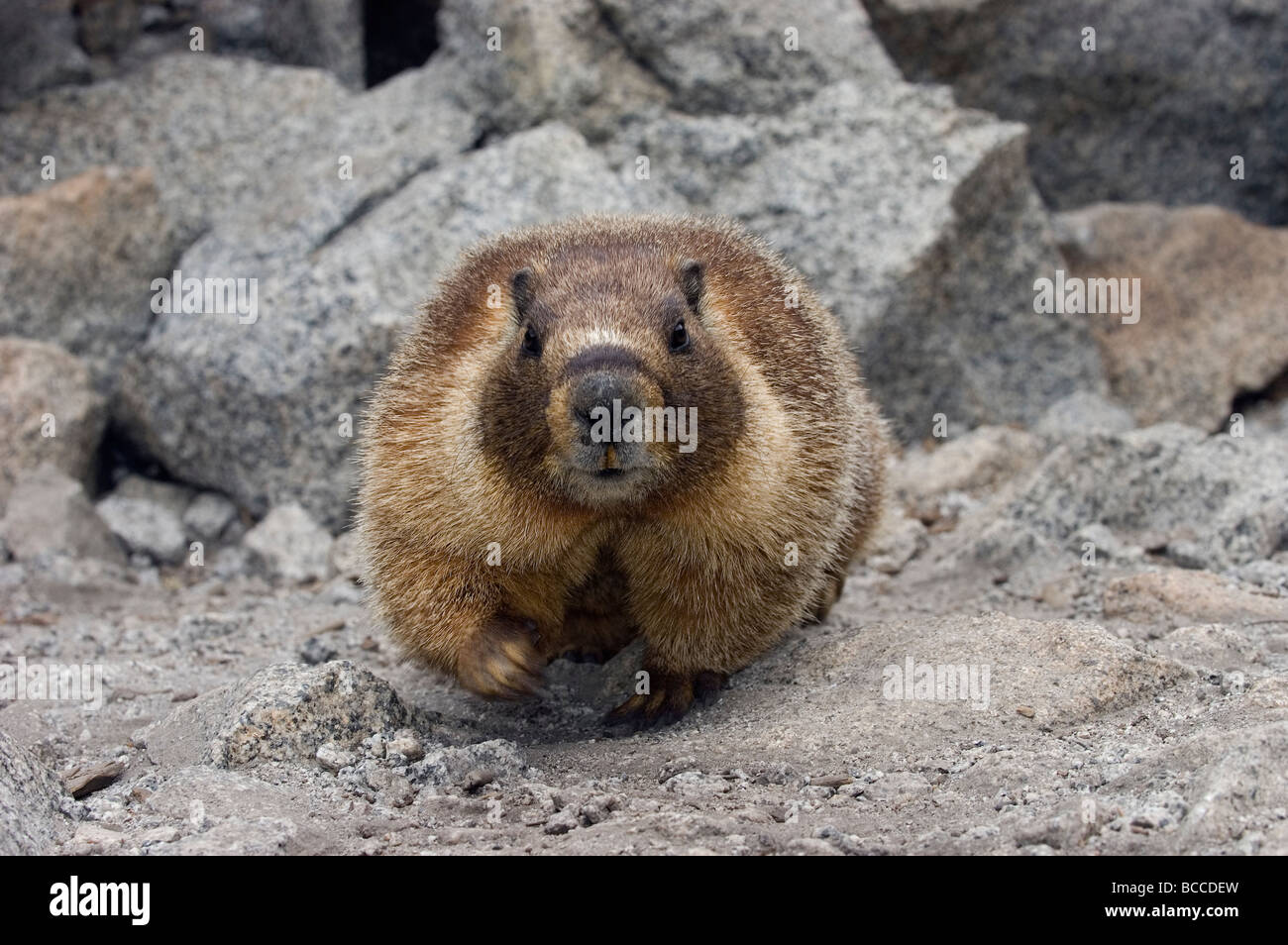 Primo piano di un ventre giallo marmotta (Marmota flavieventris). Foto Stock