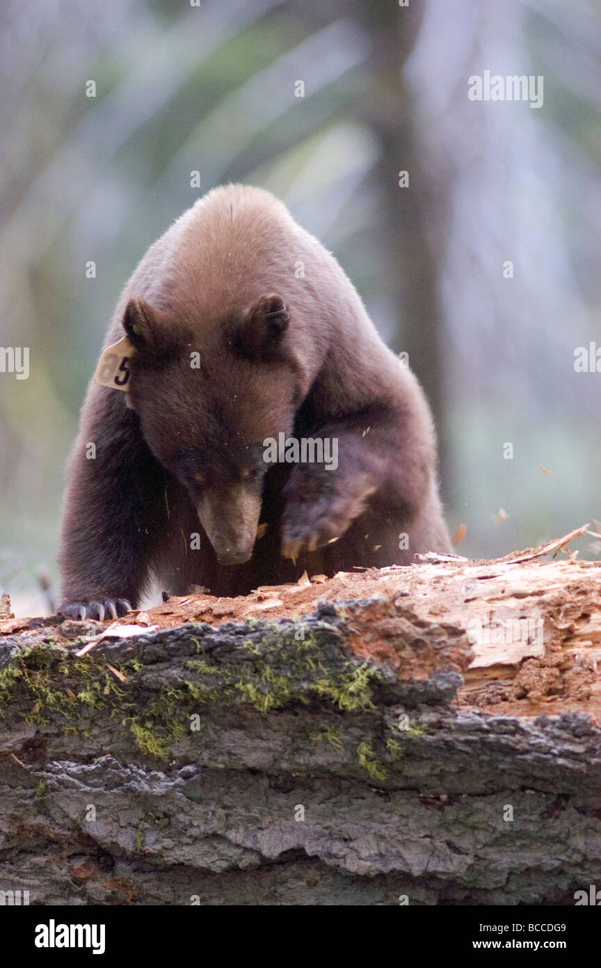 Una cannella black bear (Ursus americanus) in disperata ricerca di cibo. Foto Stock