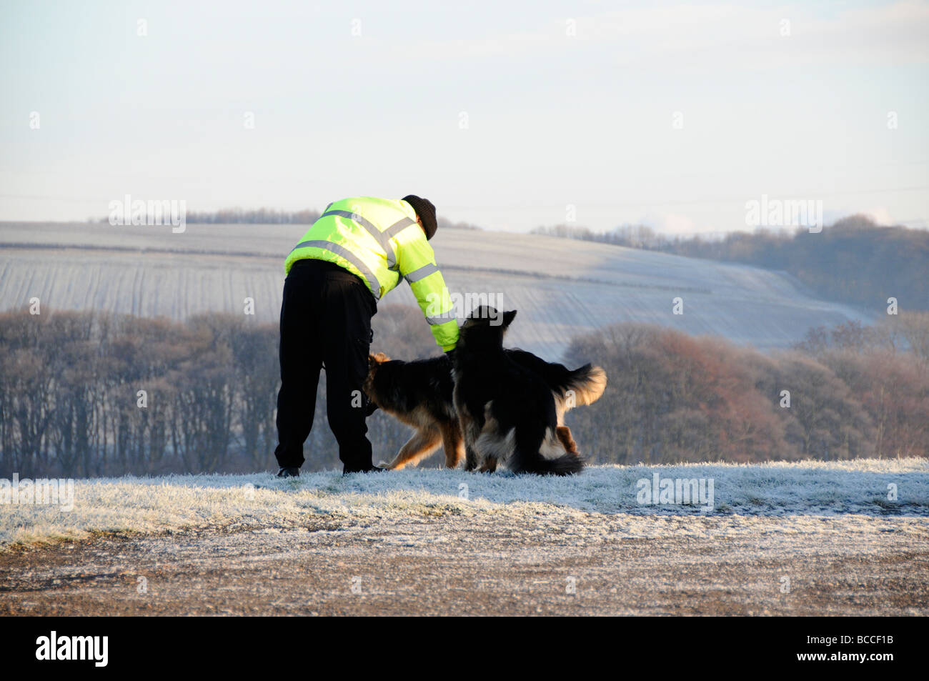 Dog Walker in frost y inverno mattina, Inghilterra Foto Stock