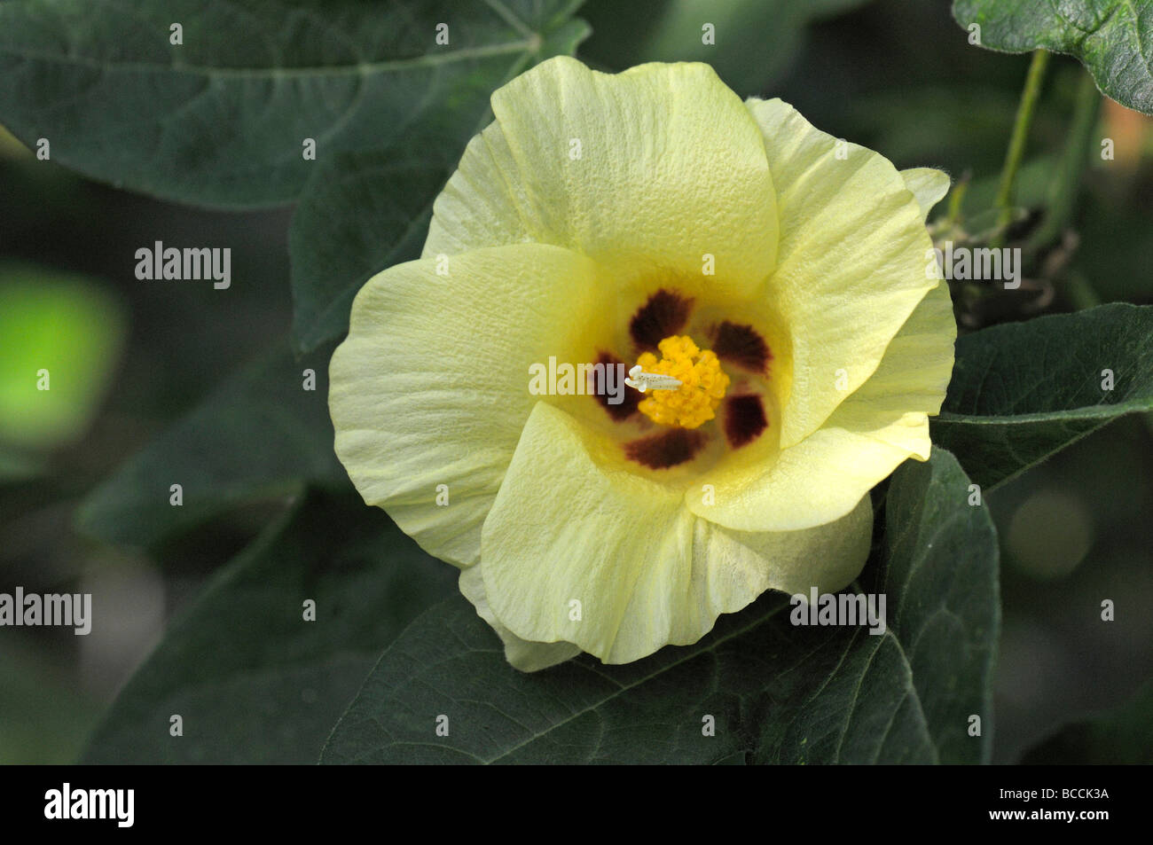 Sea Island Cotton Pima cotone (Gossypium barbadense), fiore Foto Stock