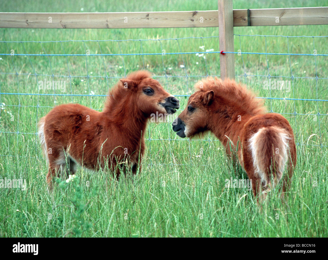 2 mini cavalli immagini e fotografie stock ad alta risoluzione - Alamy