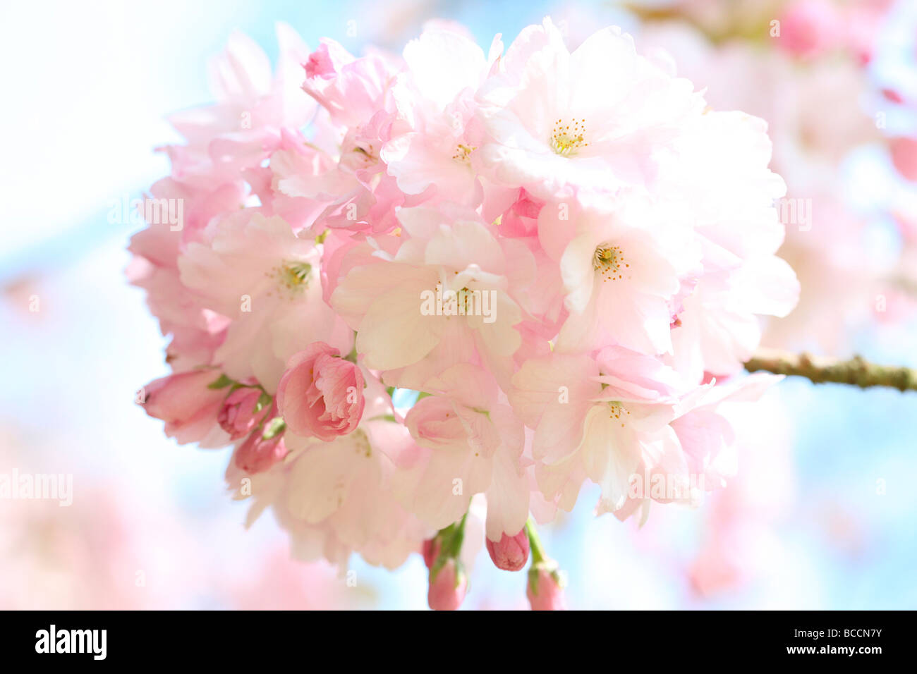 Bella ciliegia giapponese Sakura arte fotografia Jane Ann Butler JABP Fotografia465 Foto Stock