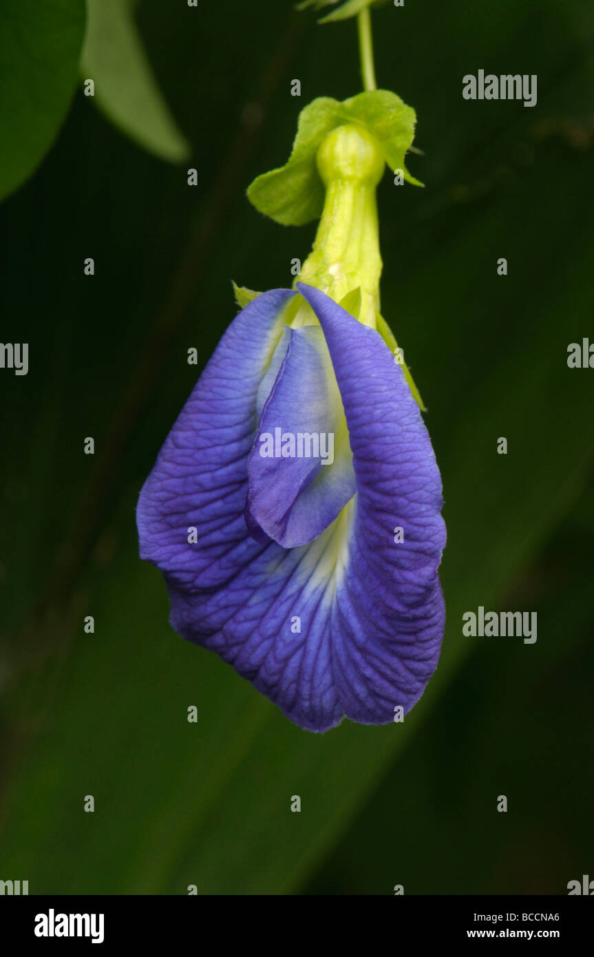 Butterfly Pea, Blu Pea Vine (Clitoria ternatea), fiore Foto Stock