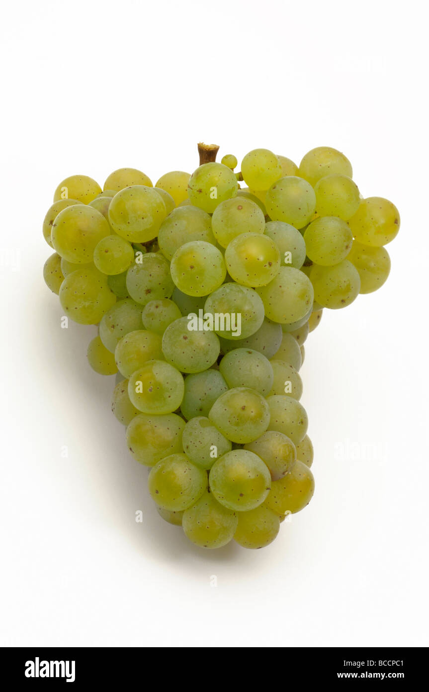 Vite di uva (Vitis vinifera), varietà: bianco Riesling, uva, studio immagine Foto Stock