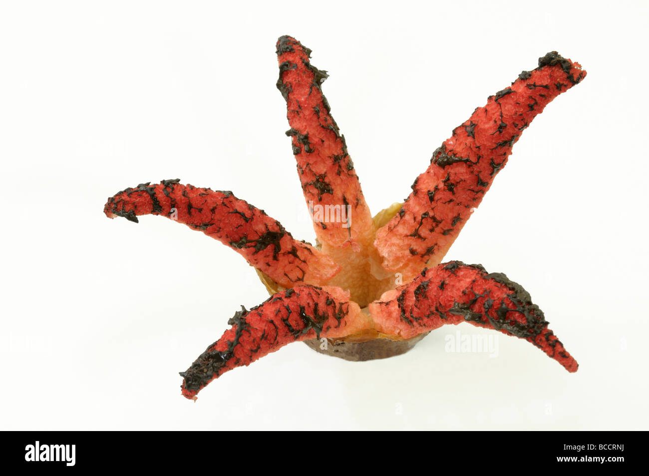 Il polpo Stinkhorn, Giant Stinkhorn (Clathrus archeri, Anthurus archeri), completamente sviluppati fungo, studio immagine Foto Stock