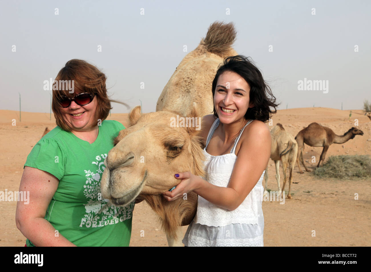 Tame camel Dubai Foto Stock