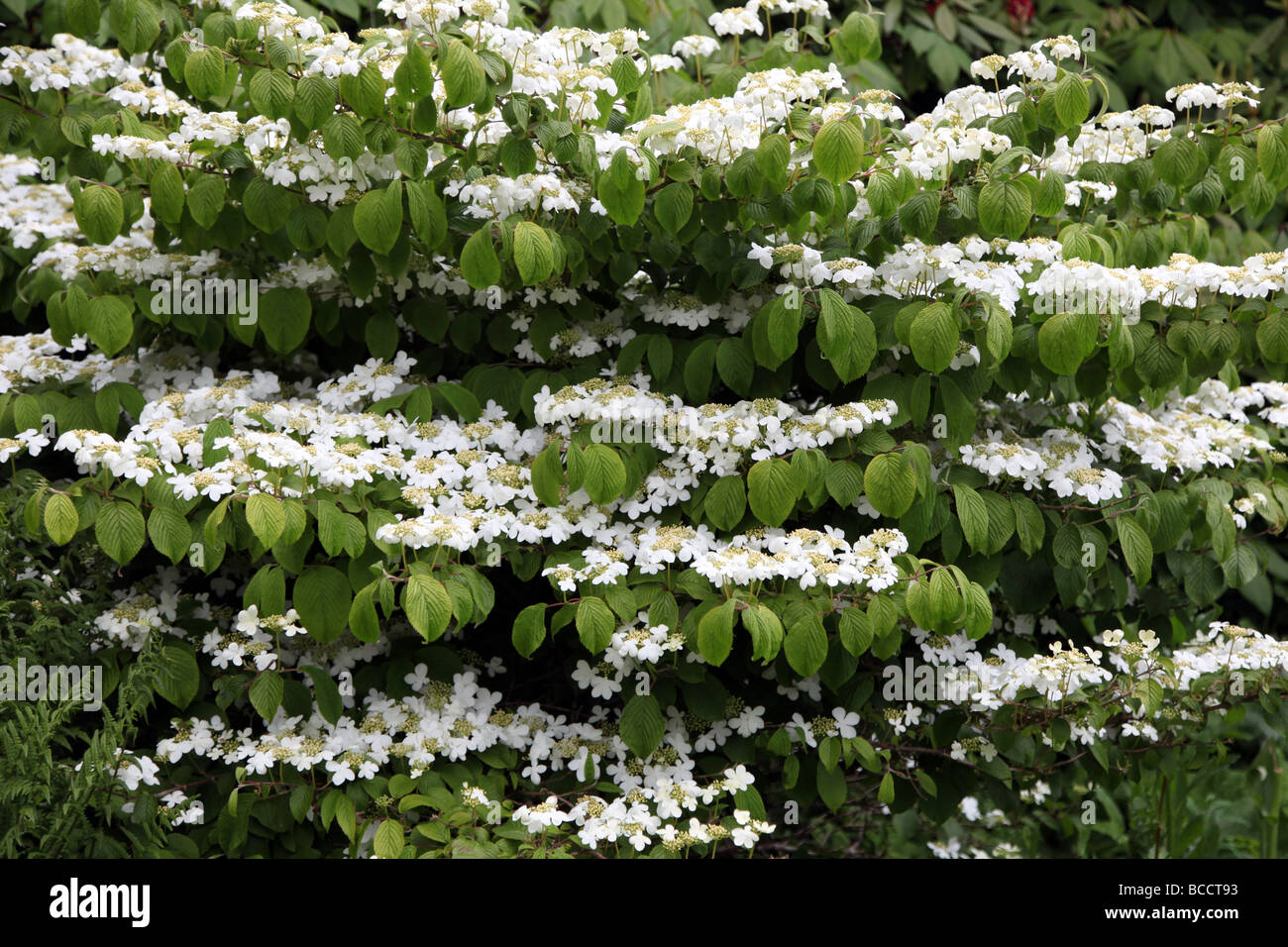 Torta di Nozze tree Cornus controvera variegata Gravetye Gardens East Sussex Foto Stock