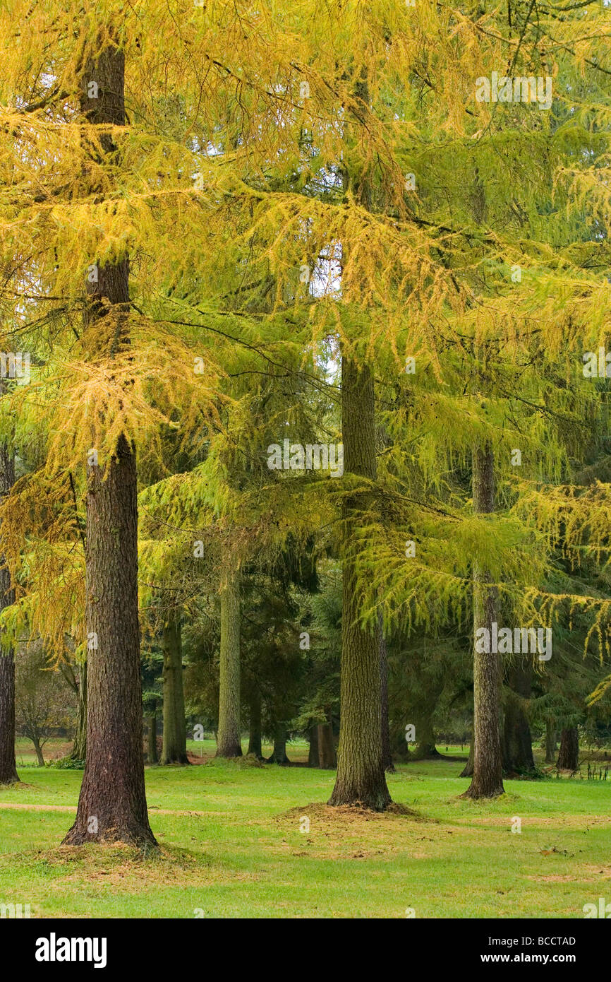 Giapponese Larice (Larix kaempferi) in giallo i colori autunnali a Lynford Arboretum a Thetford Forest, Norfolk Foto Stock