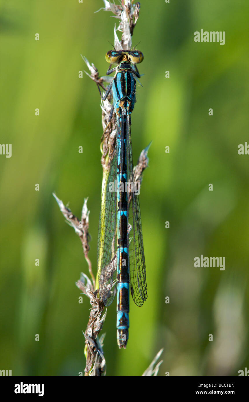 Damselfly su un filamento di erba nel Cambridgeshire campagna Foto Stock