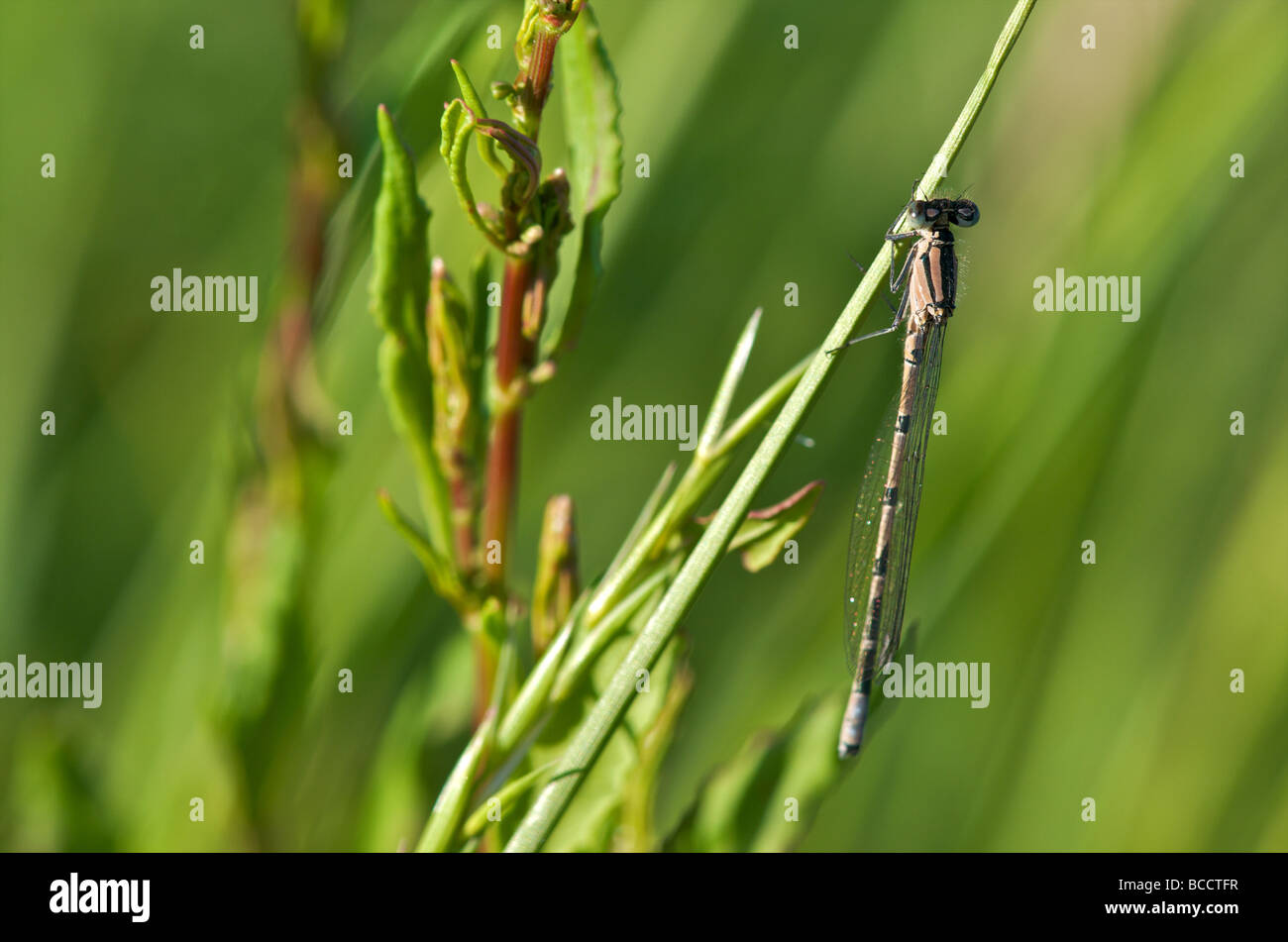 Damselfly su un filamento di erba nel Cambridgeshire campagna Foto Stock