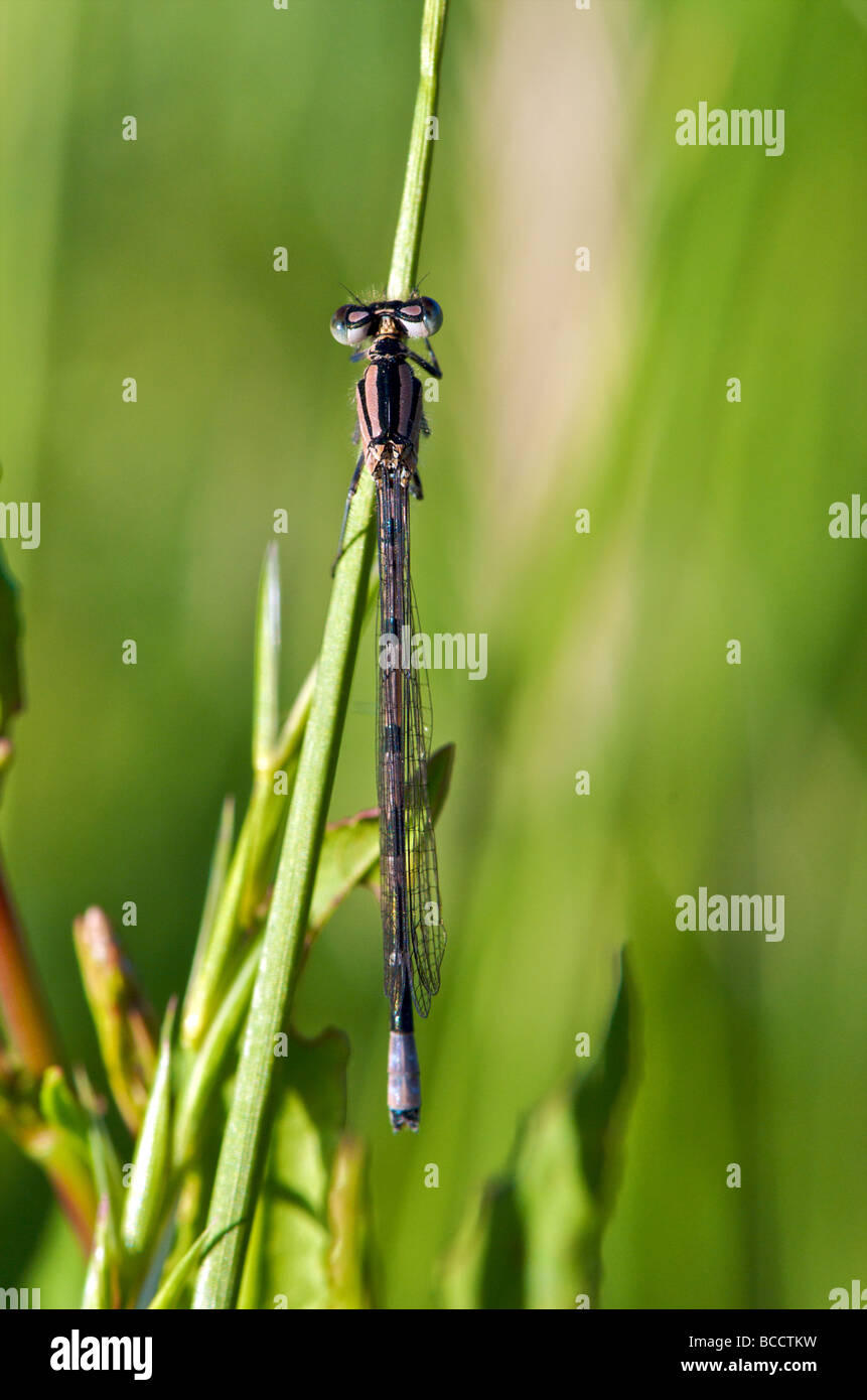 Damselfly su un filamento di erba nel Cambridgeshire campagna Foto Stock