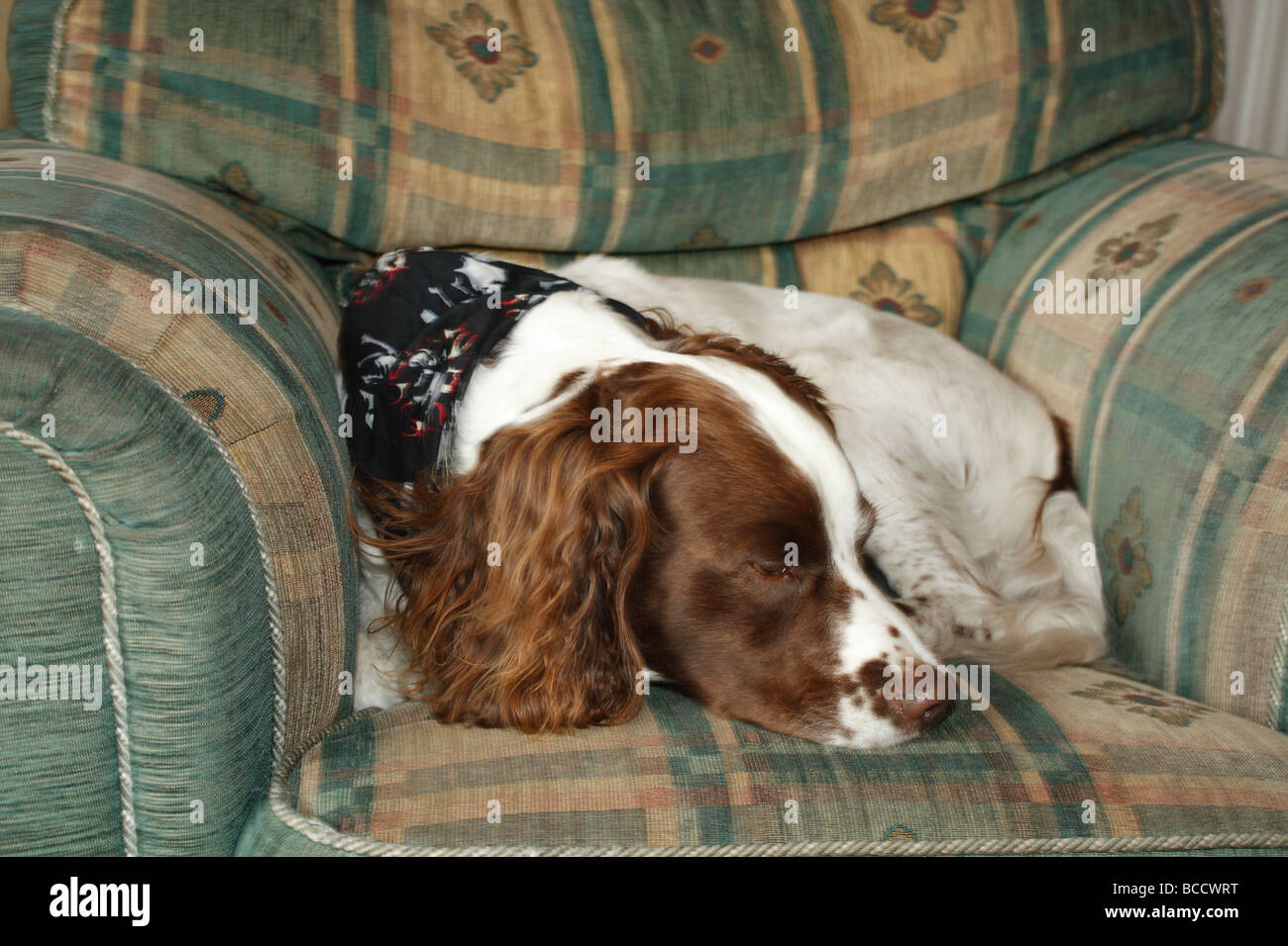 English Springer spaniel addormentato sulla sedia verde Foto Stock