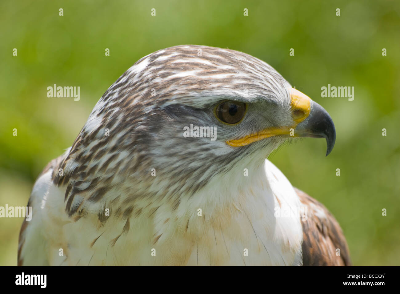 Chiusura del falco di Harris Parabuteo Unicintus Foto Stock