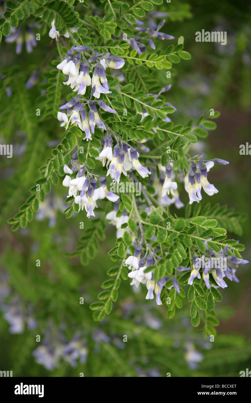 David's Mountain Laurel, Sophora davidii Fabaceae. Syn. Sophora viciifolia aka arbusto albero Pagoda Foto Stock