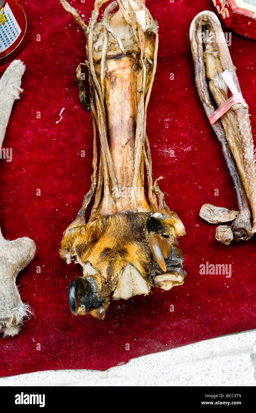 Illegale di parti di animale il commercio in Cina Tiger paw e altre parti della tigre così come altre specie in via di estinzione sono venduti in tutto il mento Foto Stock