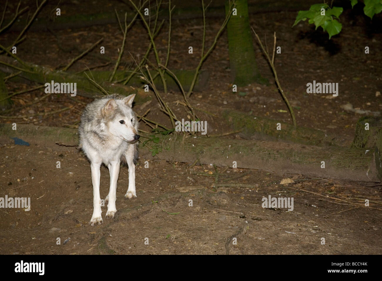 Legname canadese Wolf Canis lupus occidentalis Foto Stock