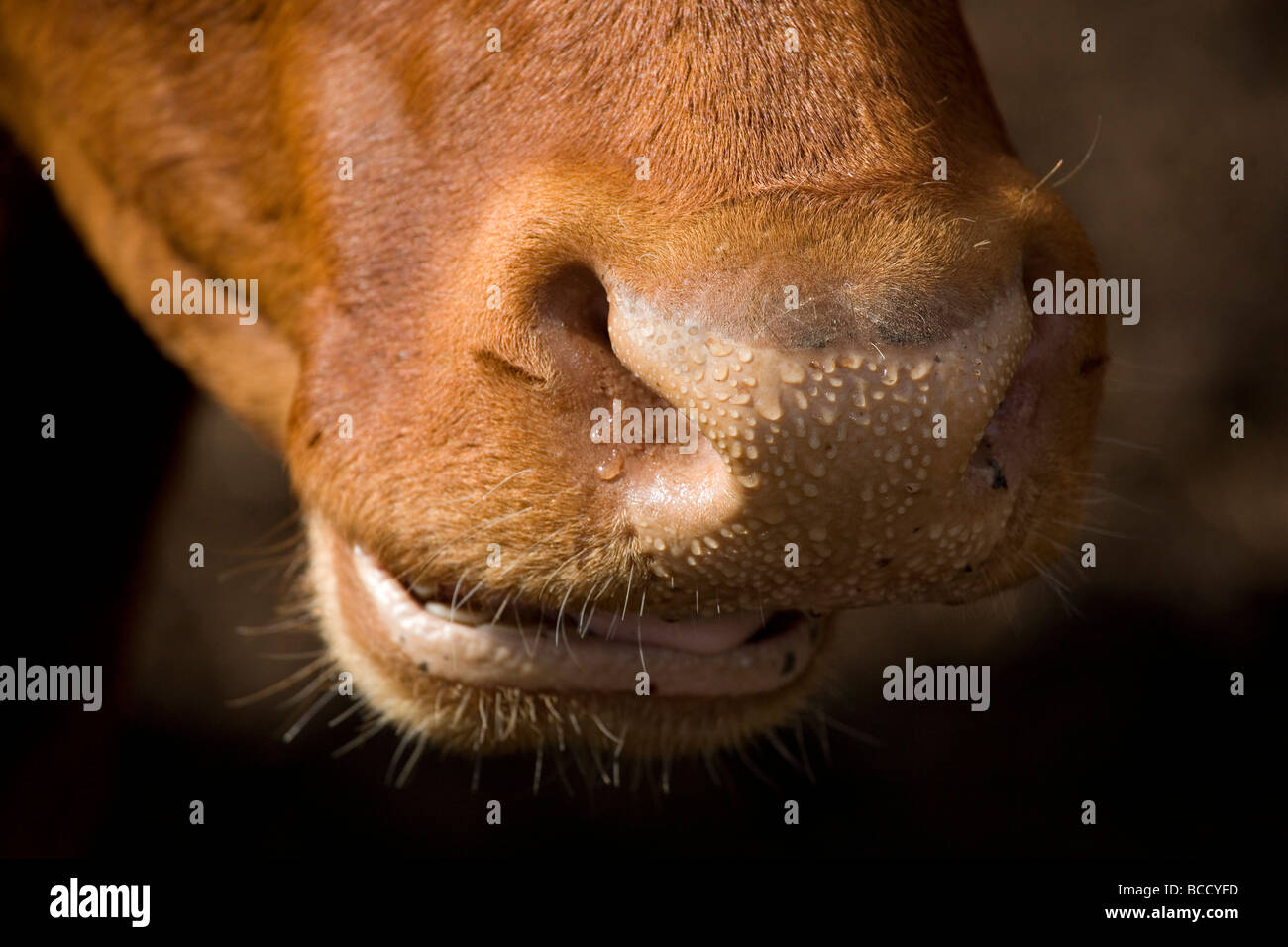 Aberdeen Angus South Devon Cross bovini Foto Stock