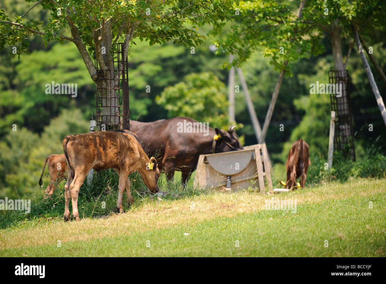 Tajima Kobe vacche di manzo in un campo a Tajima Farm Park, Hyogo-prefettura, Giappone, 26 giugno 2009. Foto Stock